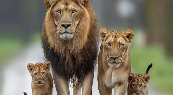 شکل2- مشخصات بصری و فناوری